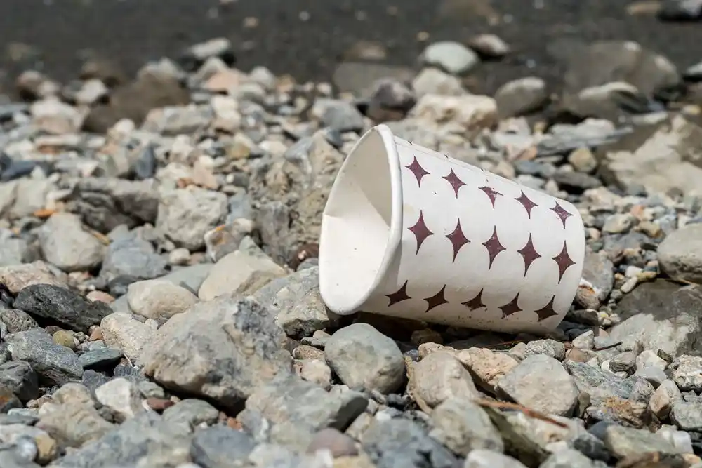 Kayalık zeminde yan yatmış, üzerinde bordo yıldız desenleri bulunan beyaz kâğıt bardak